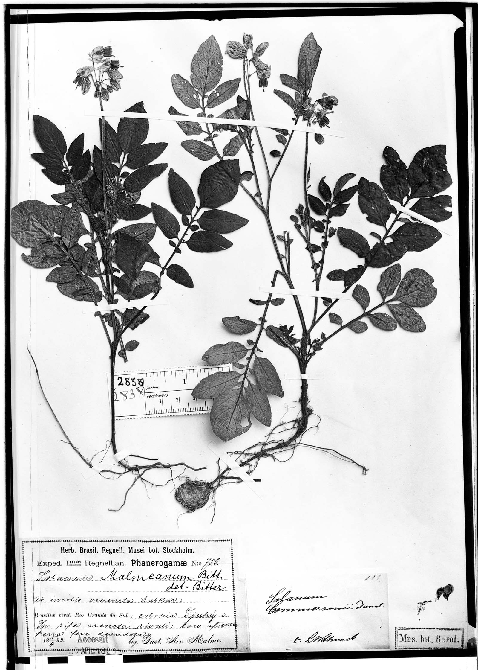 Solanum commersonii subsp. malmeanum image