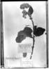 Solanum pycnanthemum image