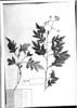 Solanum quercifolium image