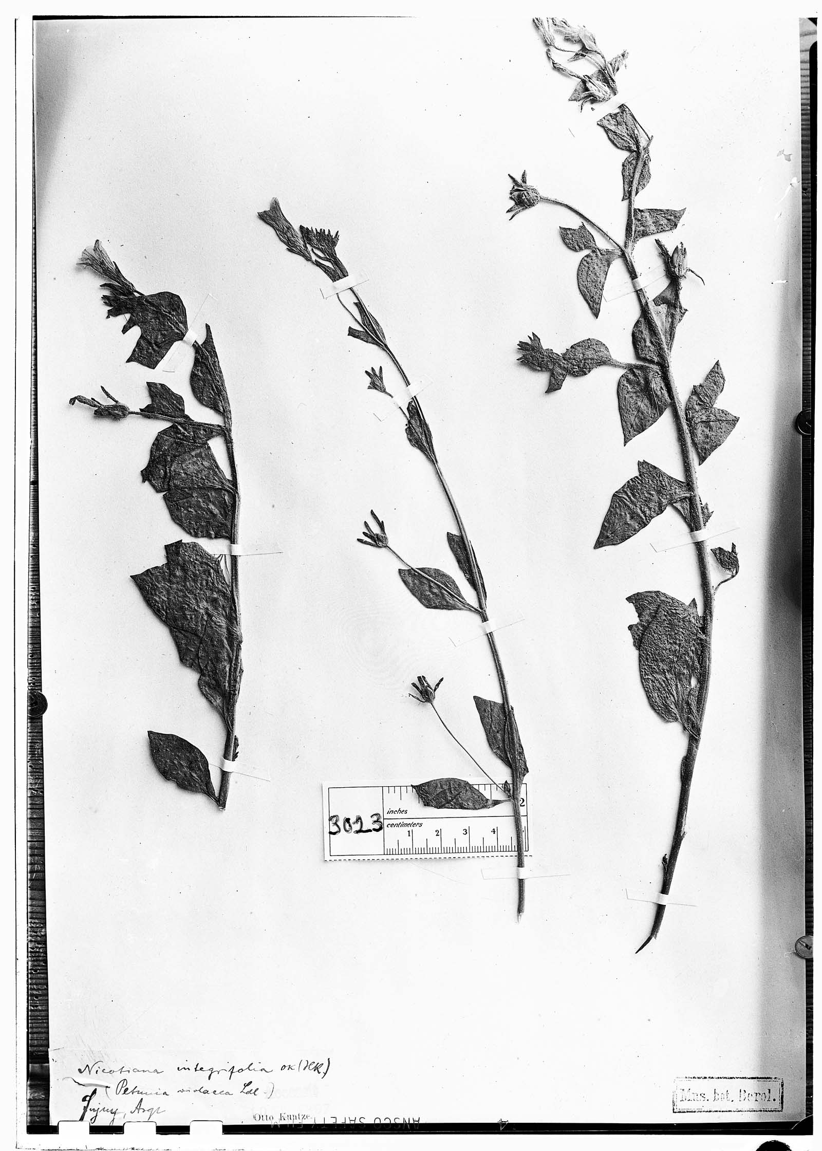 Petunia integrifolia subsp. integrifolia image