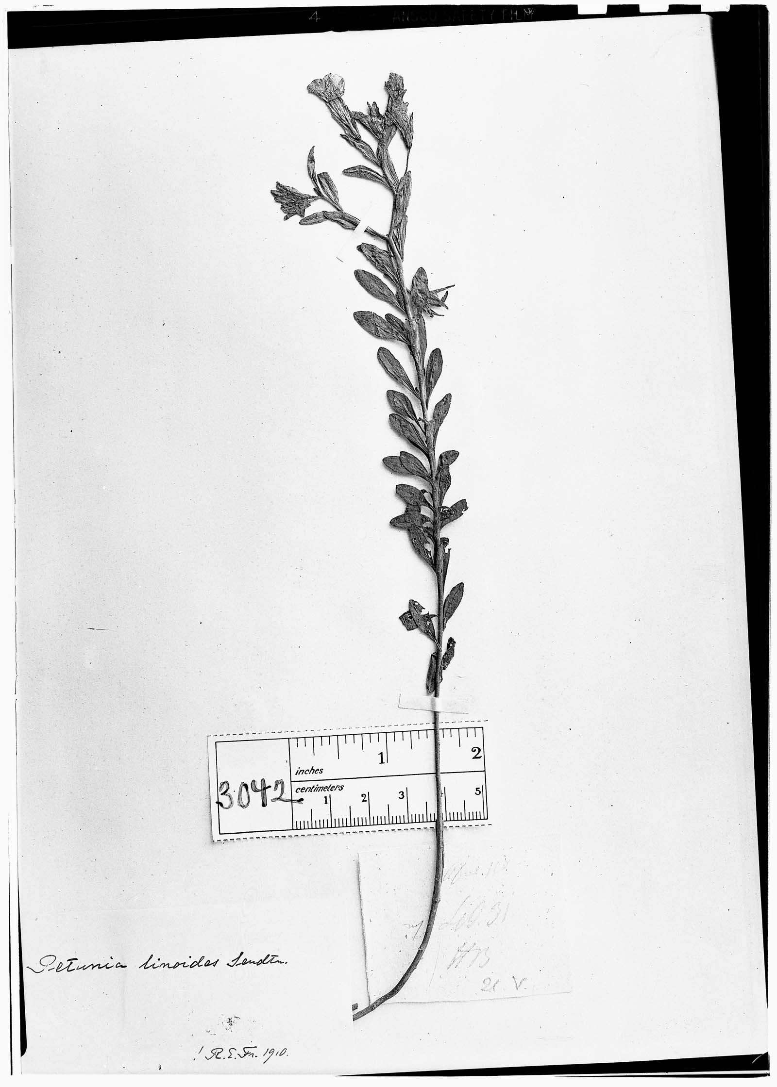 Calibrachoa linoides subsp. linoides image
