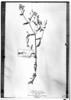 Schizanthus alpestris image