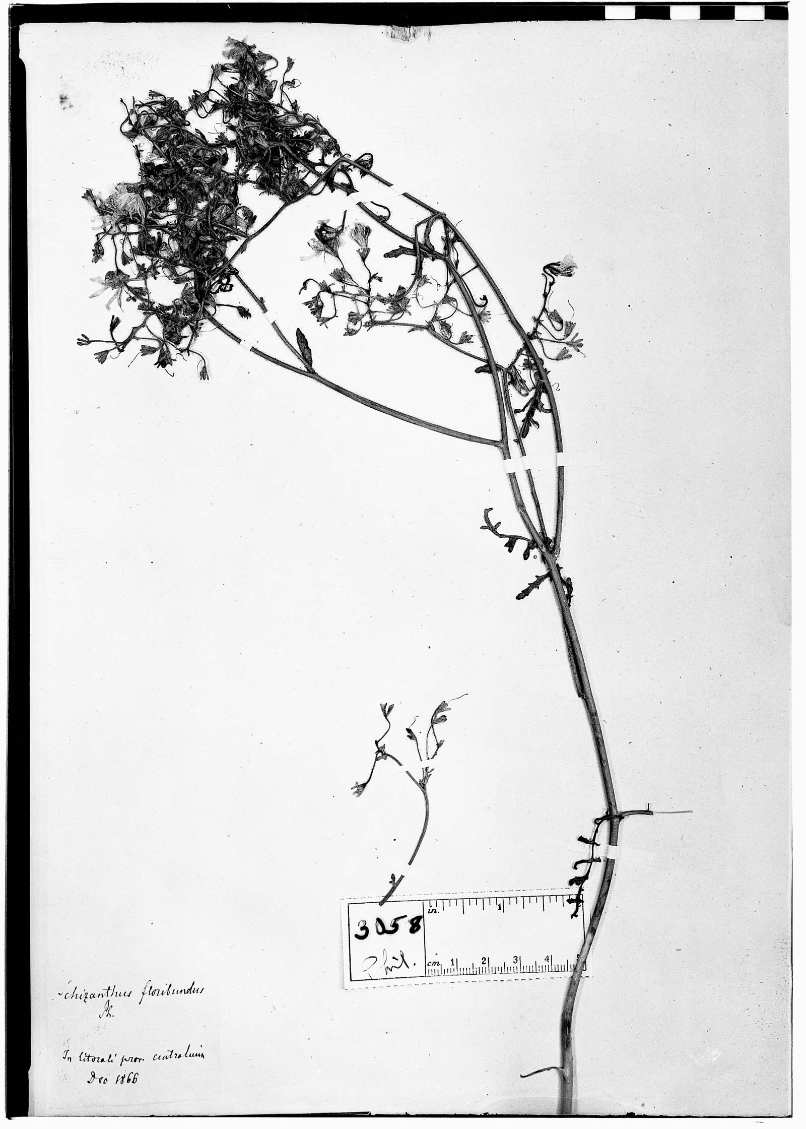 Schizanthus floribundus image