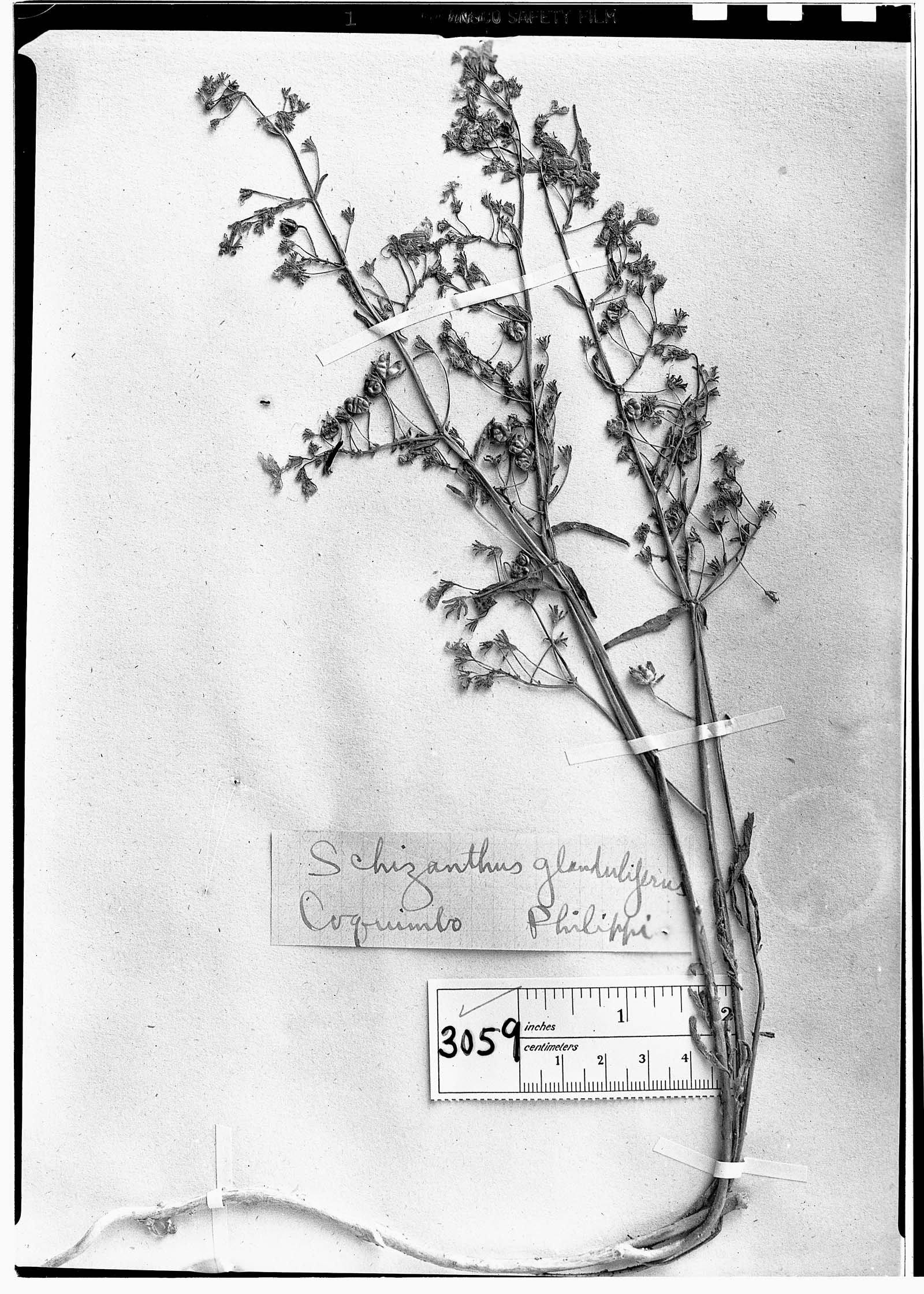 Schizanthus glanduliferus image
