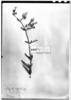 Schizanthus integrifolius image