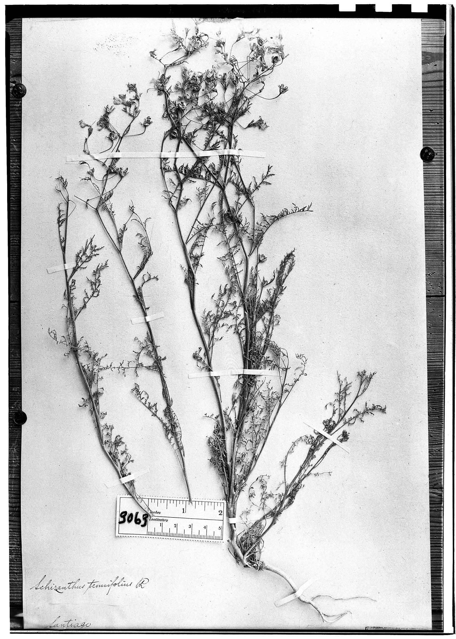 Schizanthus tenuifolius image