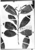 Duckeodendron cestroides image