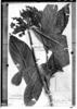 Brunfelsia hydrangeiformis subsp. hydrangeiformis image