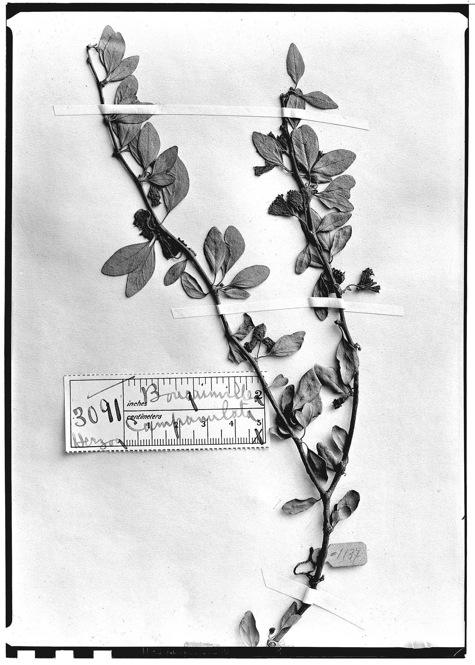 Bougainvillea campanulata image