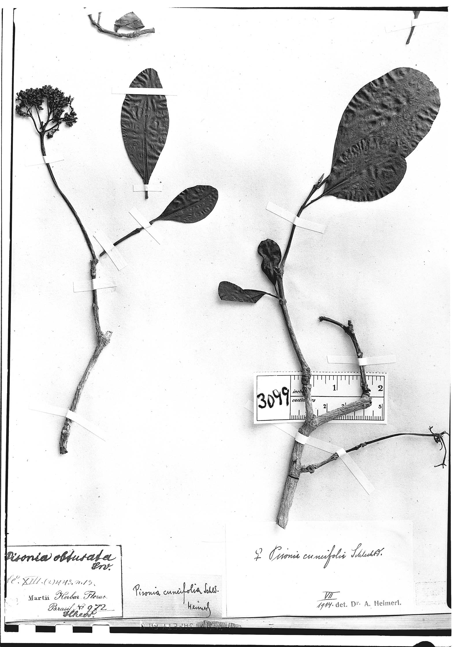 Guapira obtusata subsp. obtusata image