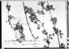Colignonia ovalifolia image
