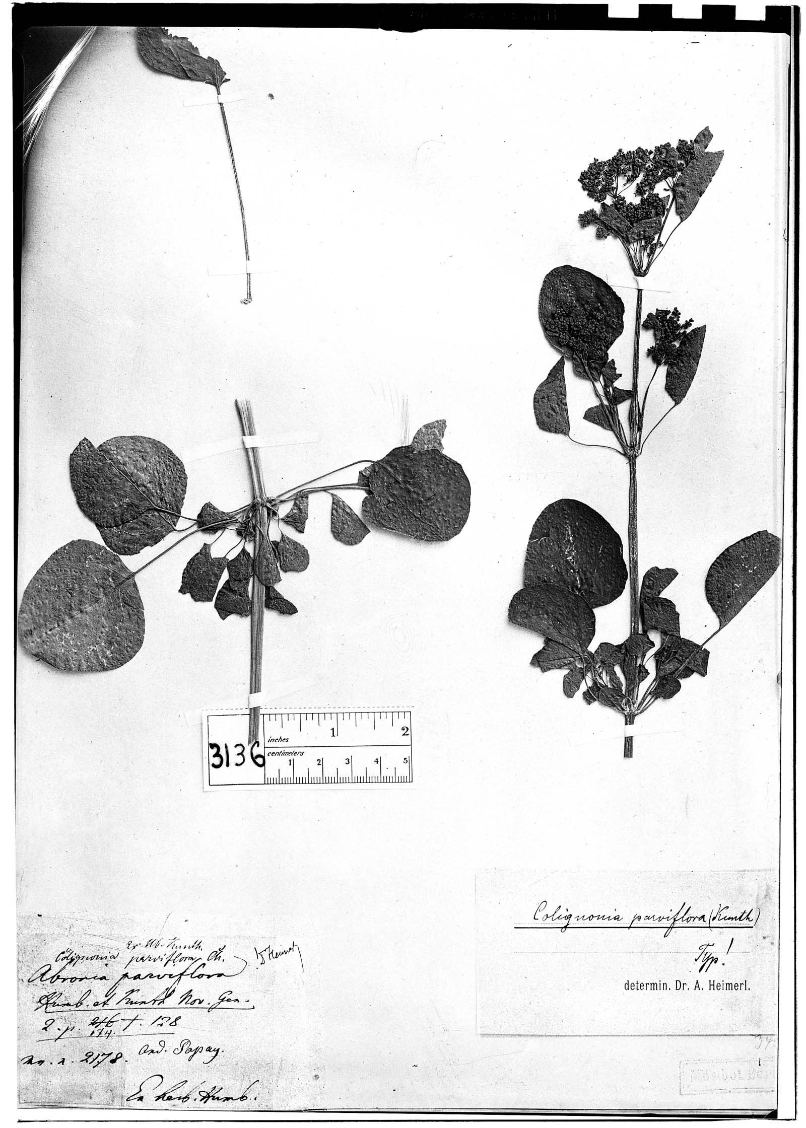 Abronia parviflora image