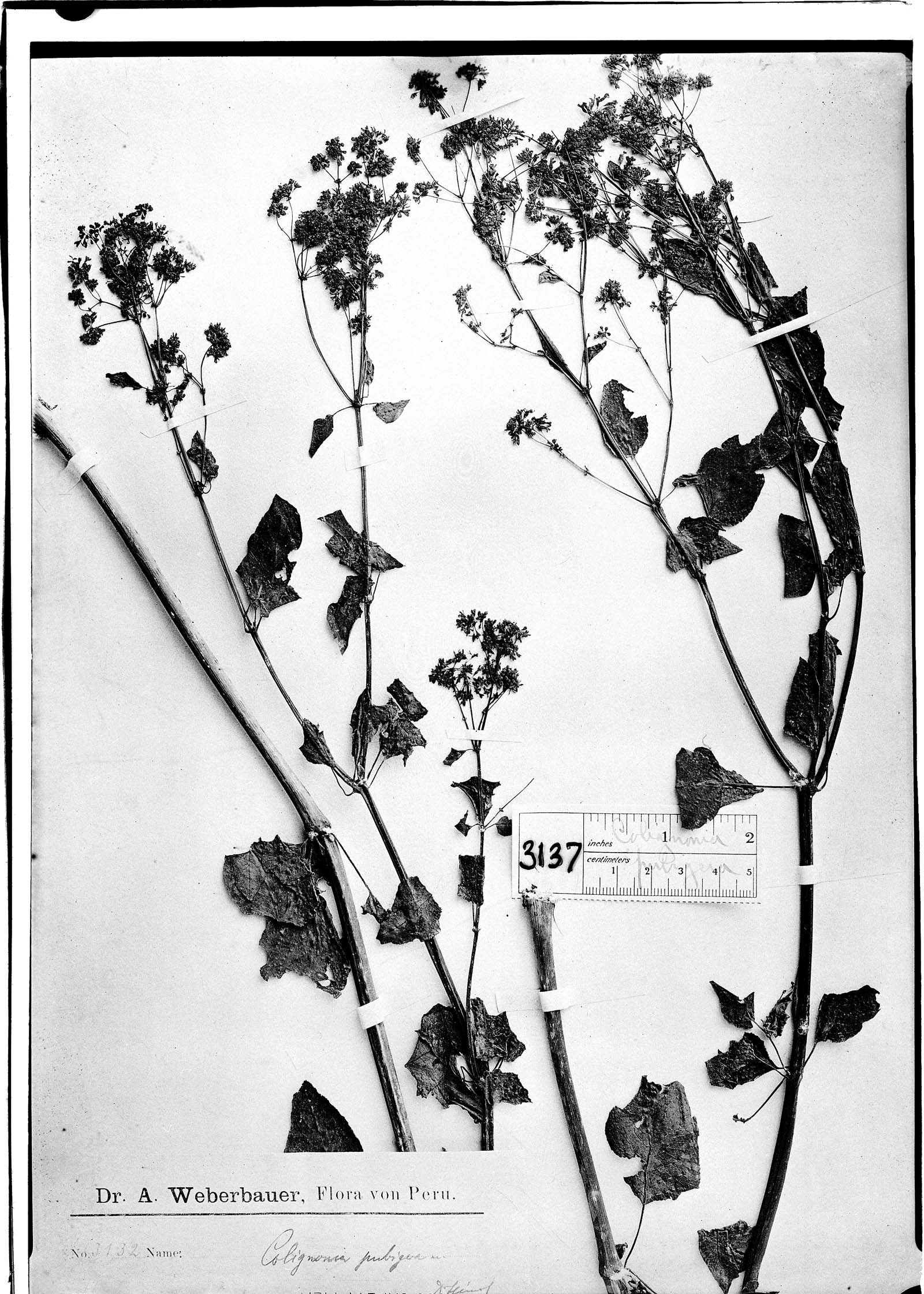 Colignonia pubigera image