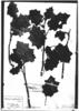 Solanum cordifolium image