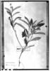 Solanum subumbellatum image