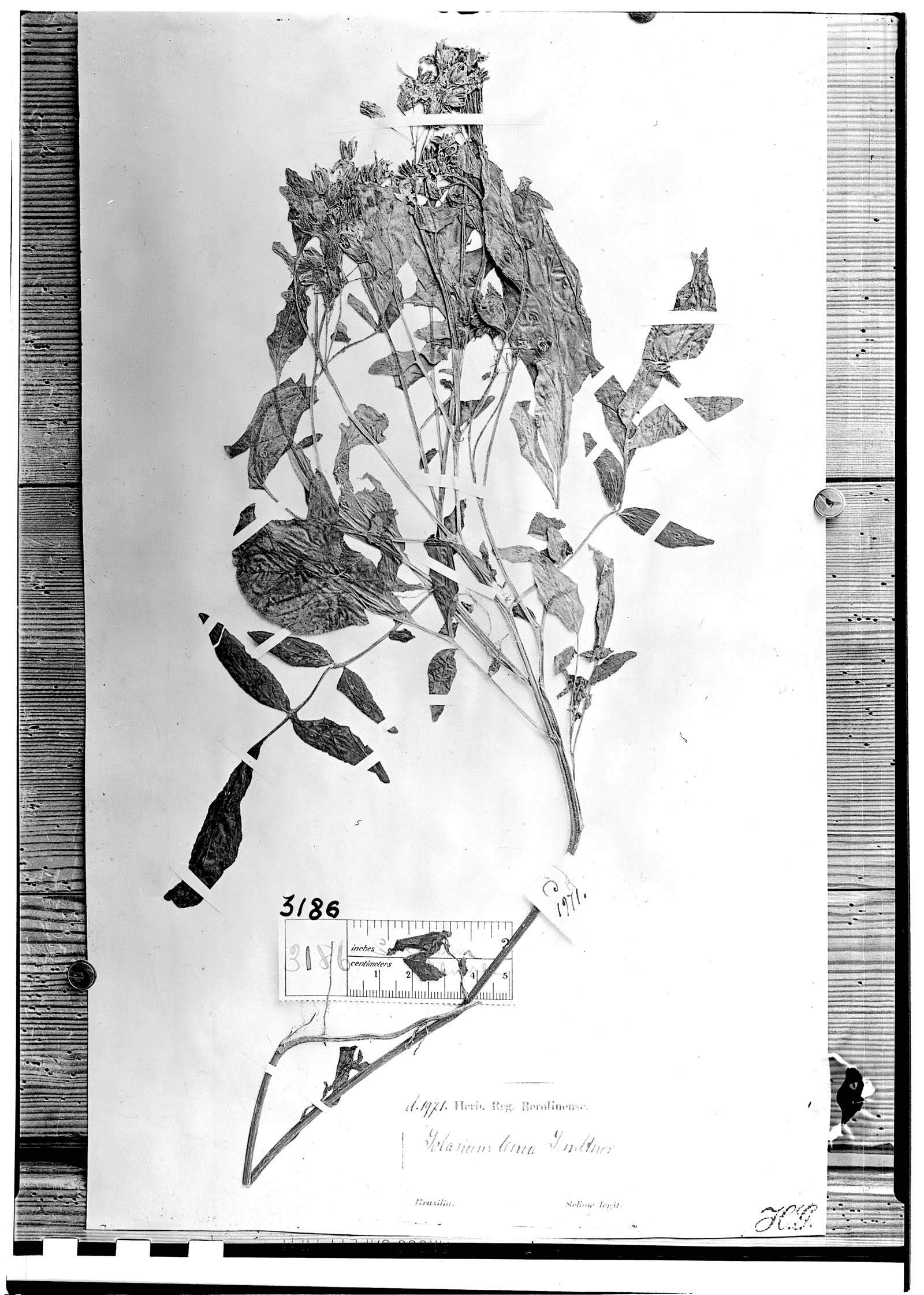 Solanum commersonii subsp. commersonii image
