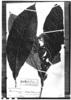 Solanum vellozianum image