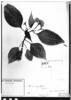 Celosia corymbifera image