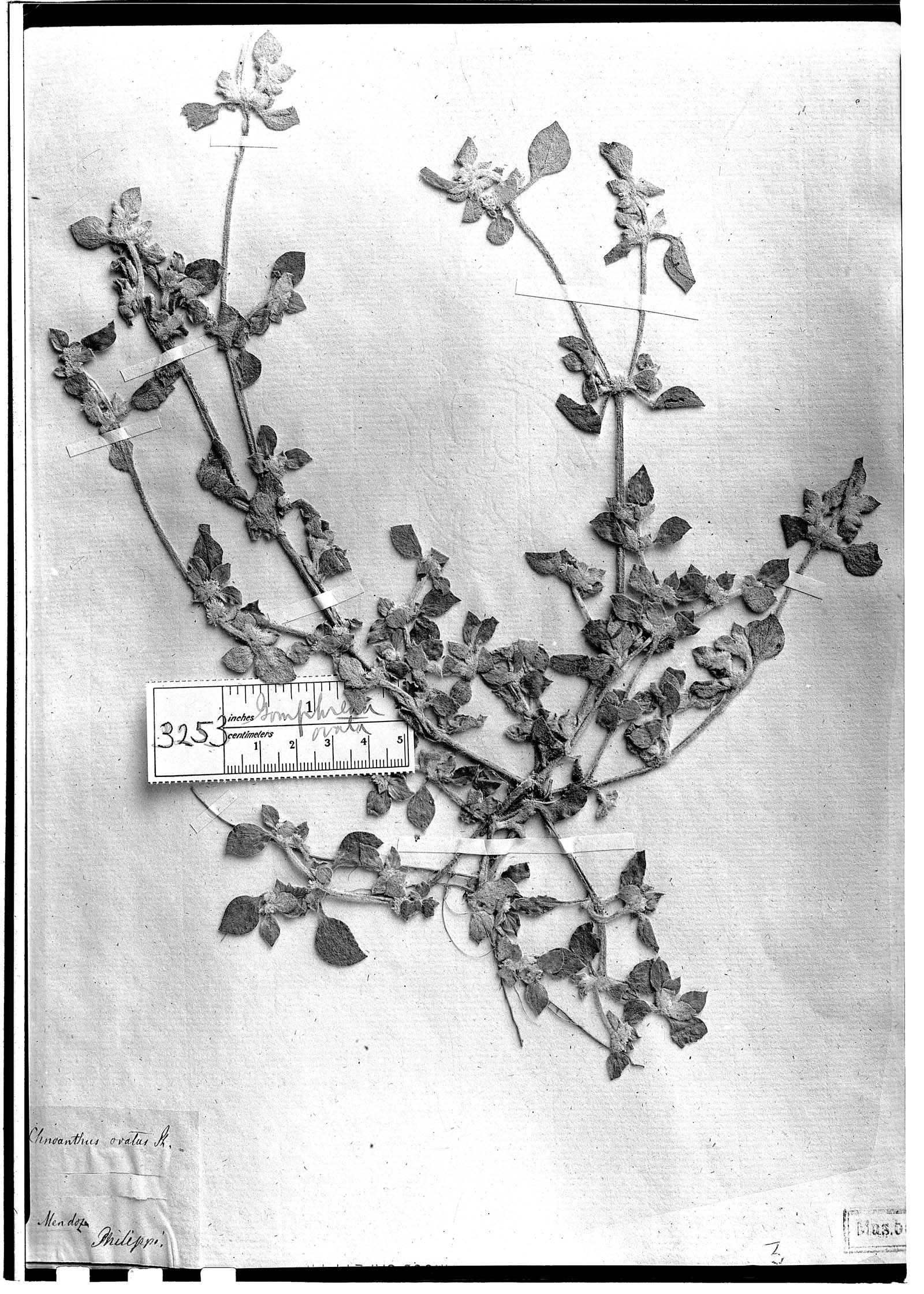 Gomphrena mendocina subsp. mendocina image