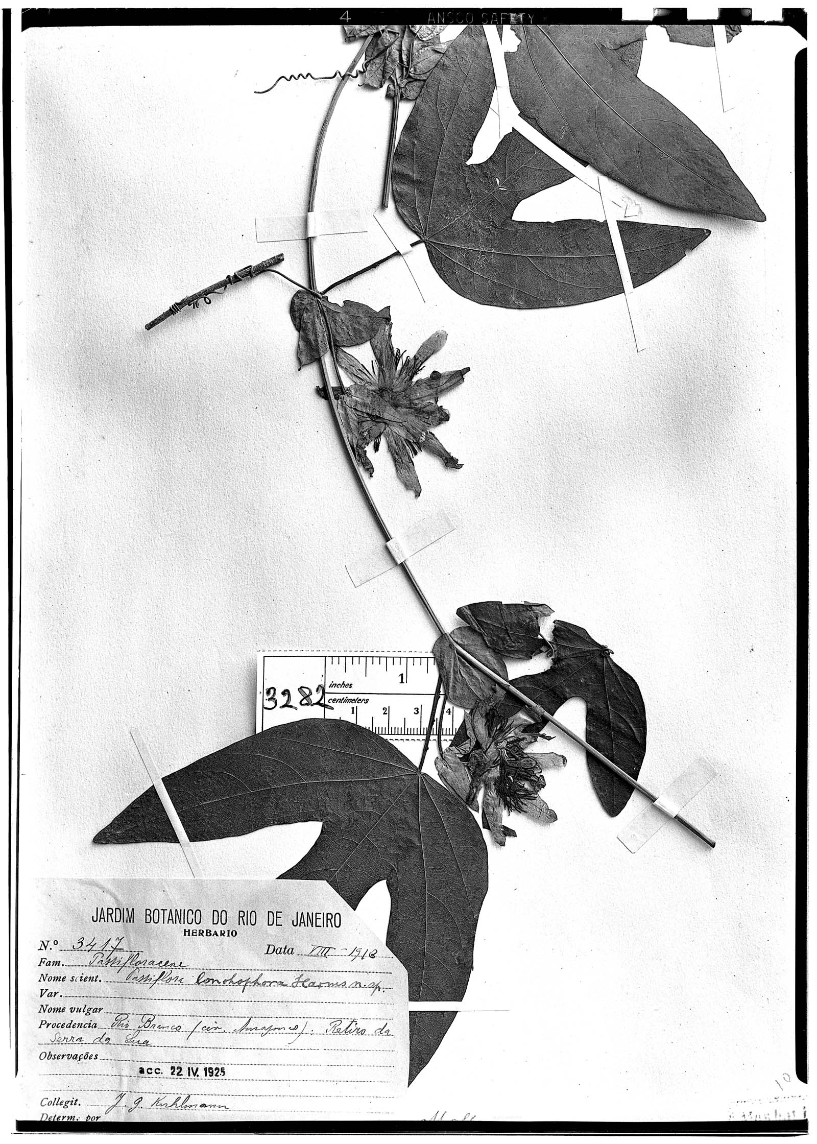 Passiflora retipetala image