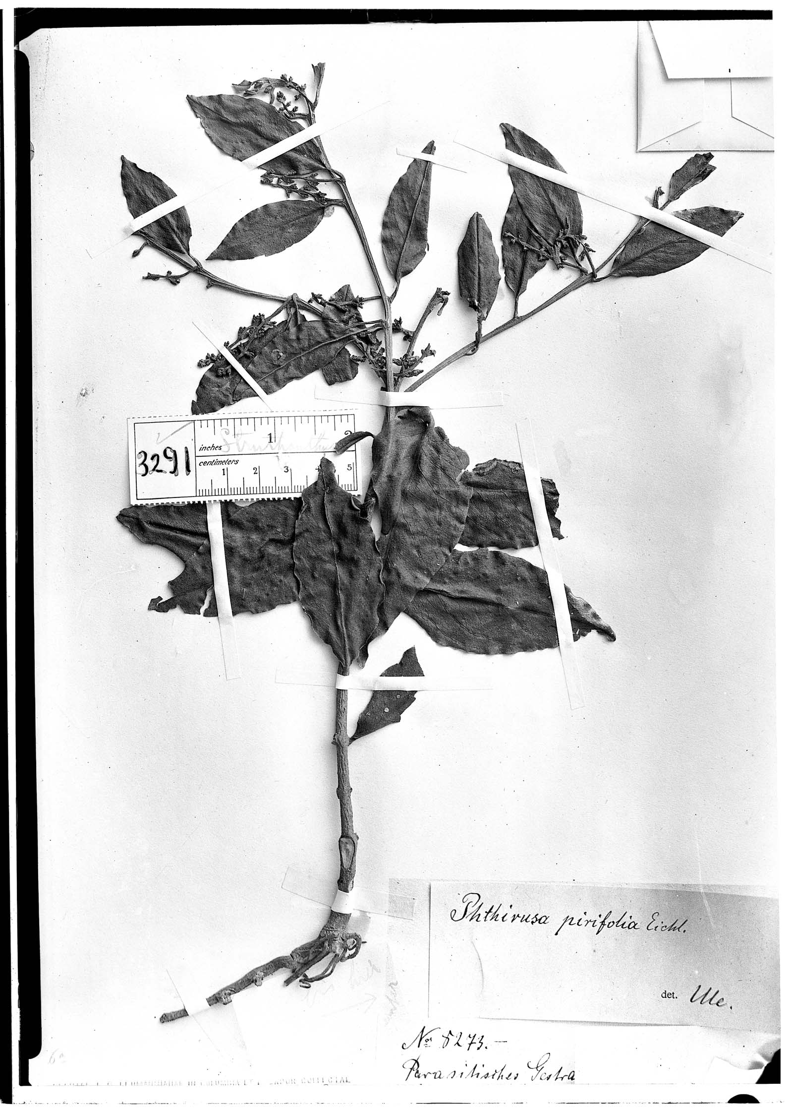 Struthanthus lehmannii image
