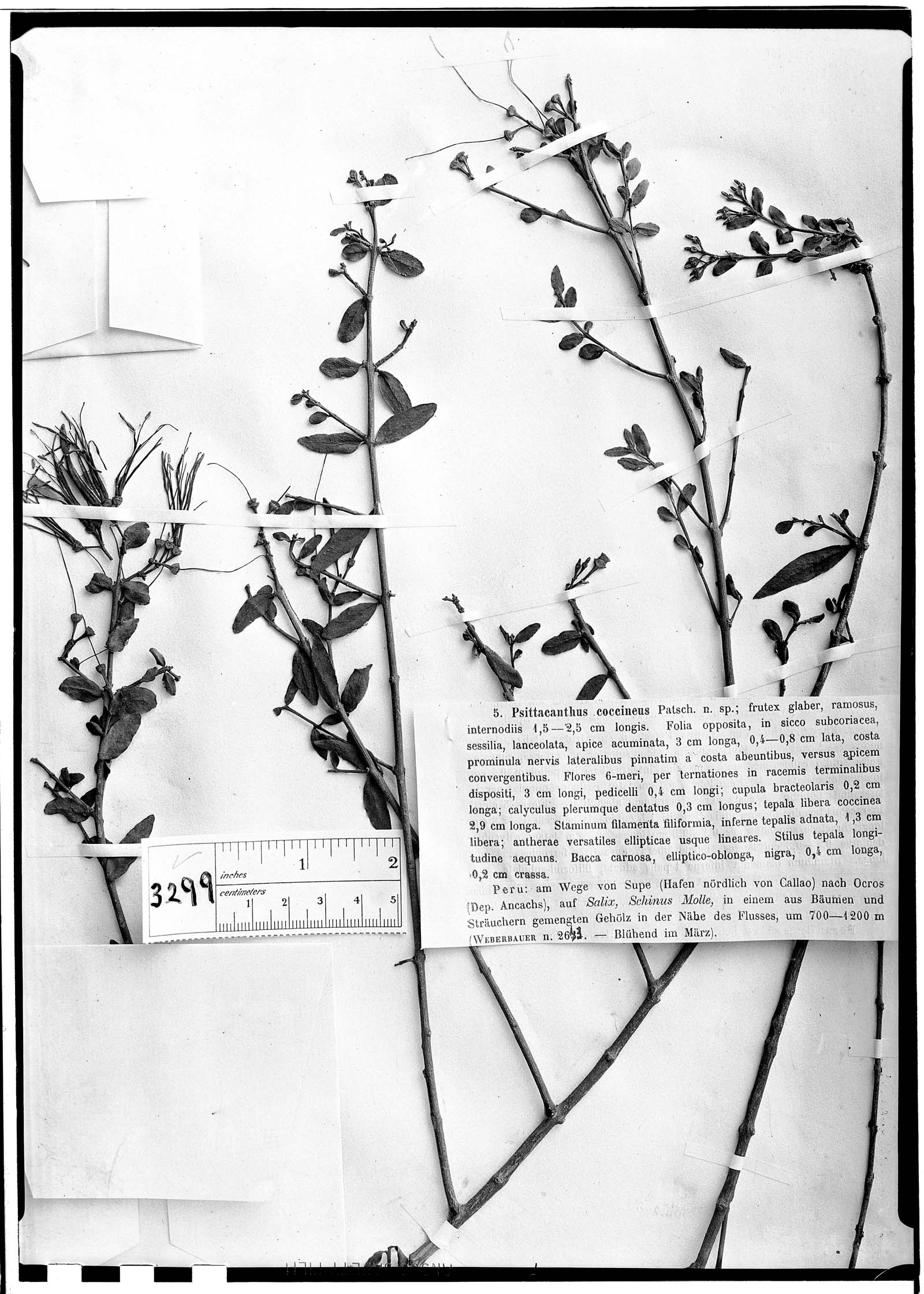 Psittacanthus coccineus image