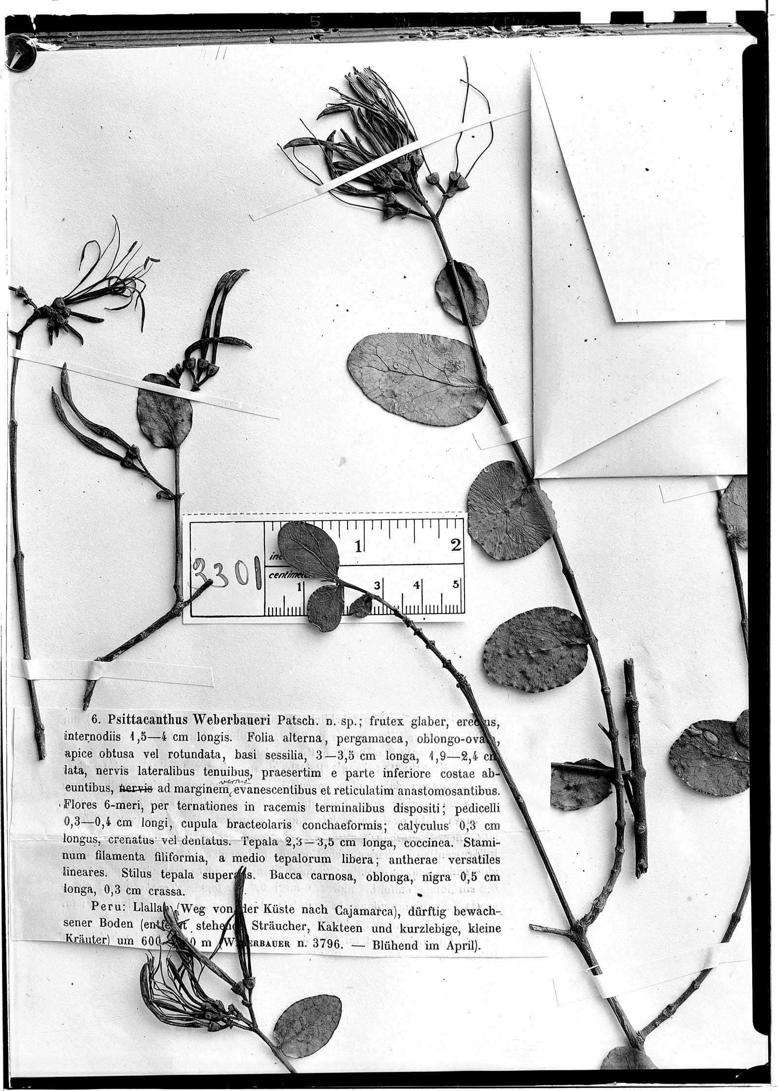 Psittacanthus chanduyensis image