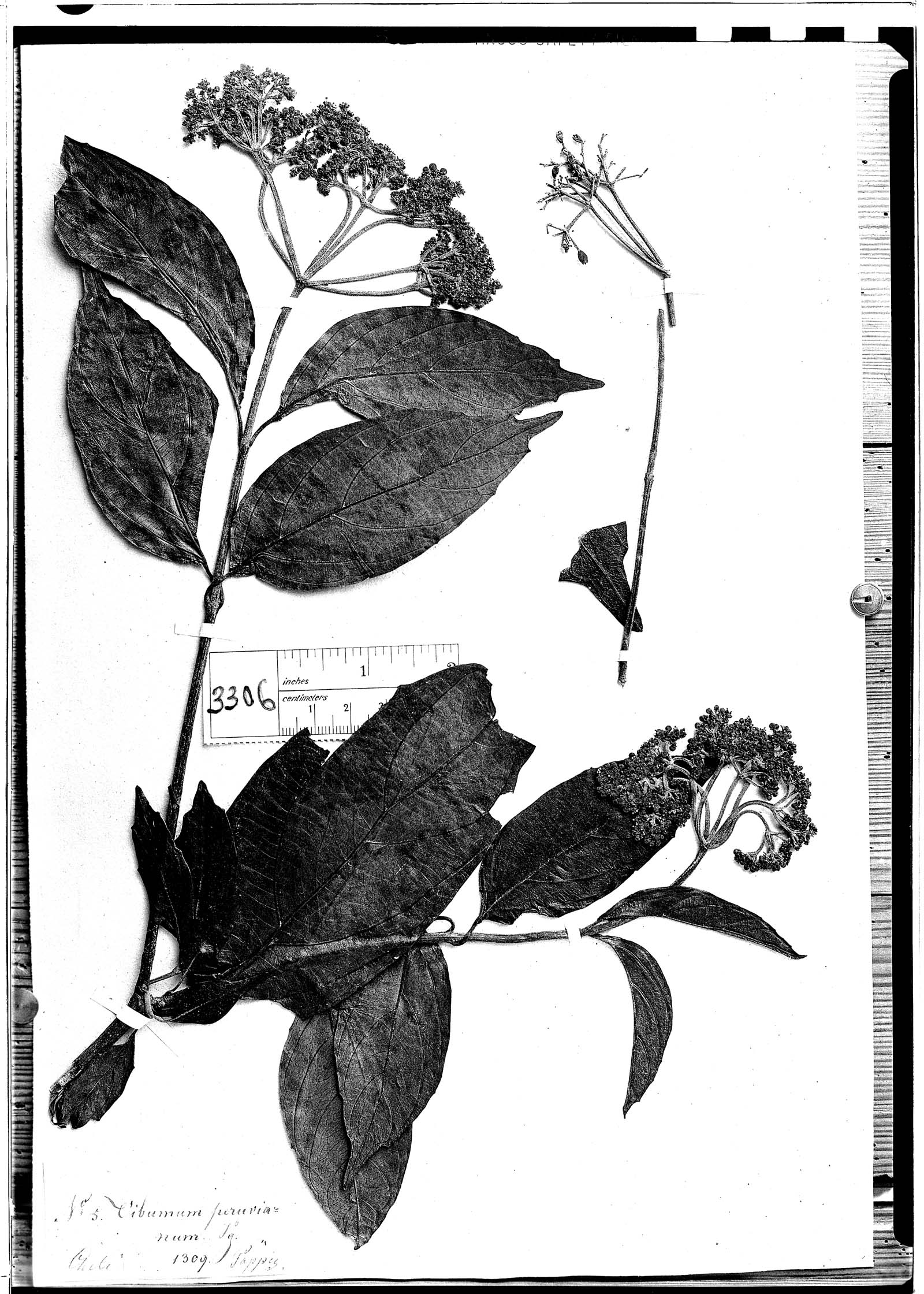 Viburnum peruvianum image