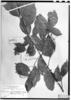 Viburnum seemenii image