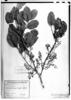 Prunus moritziana image