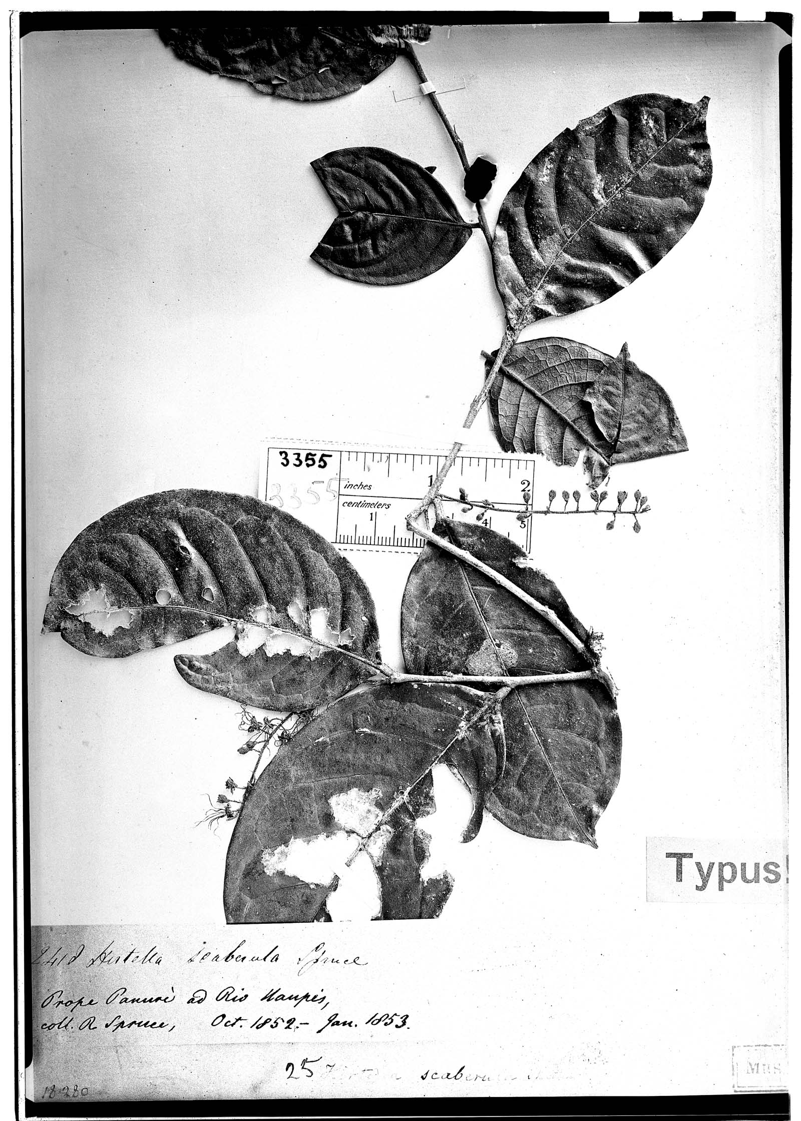 Hirtella scaberula image