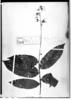 Hirtella racemosa var. hispida image