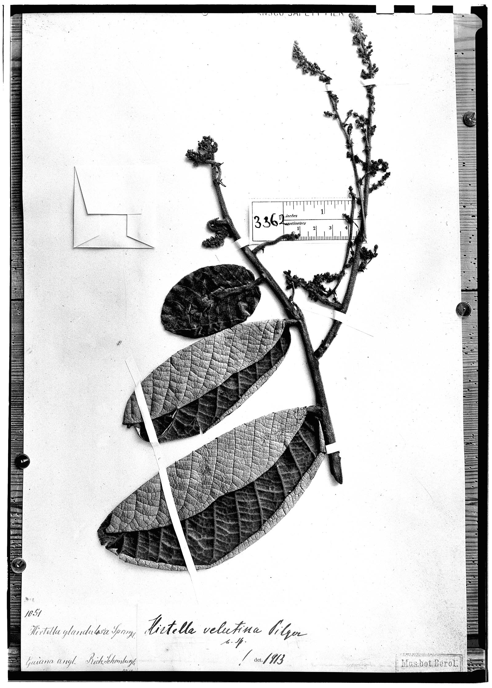 Hirtella glandulosa image