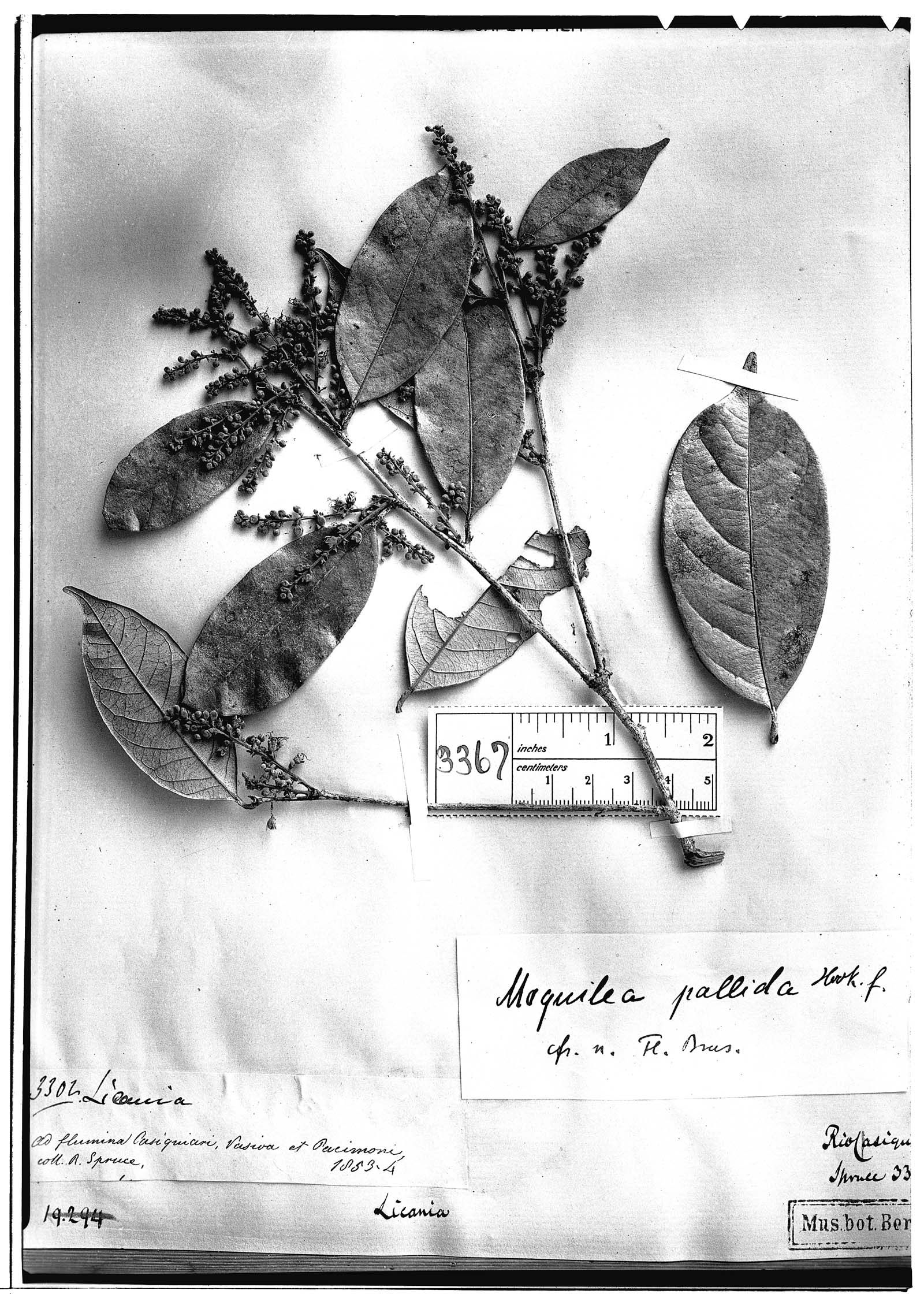 Licania octandra subsp. pallida image