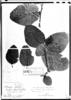 Hesperomeles latifolia image