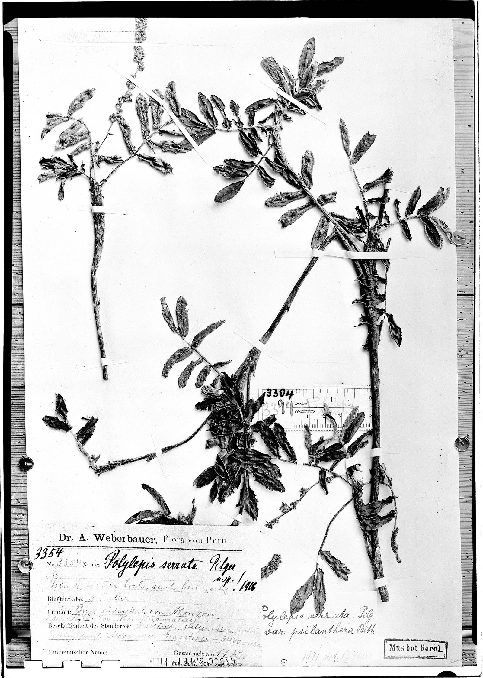 Polylepis serrata image