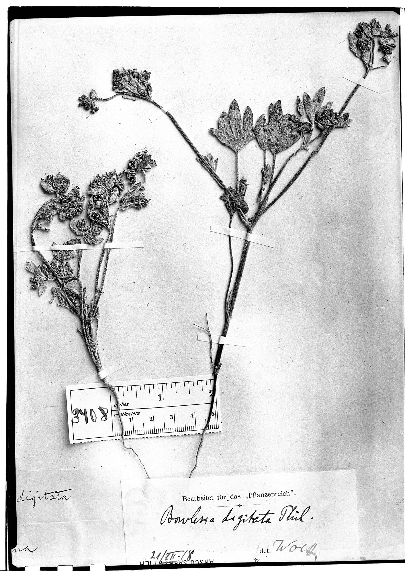 Homalocarpus digitatus image