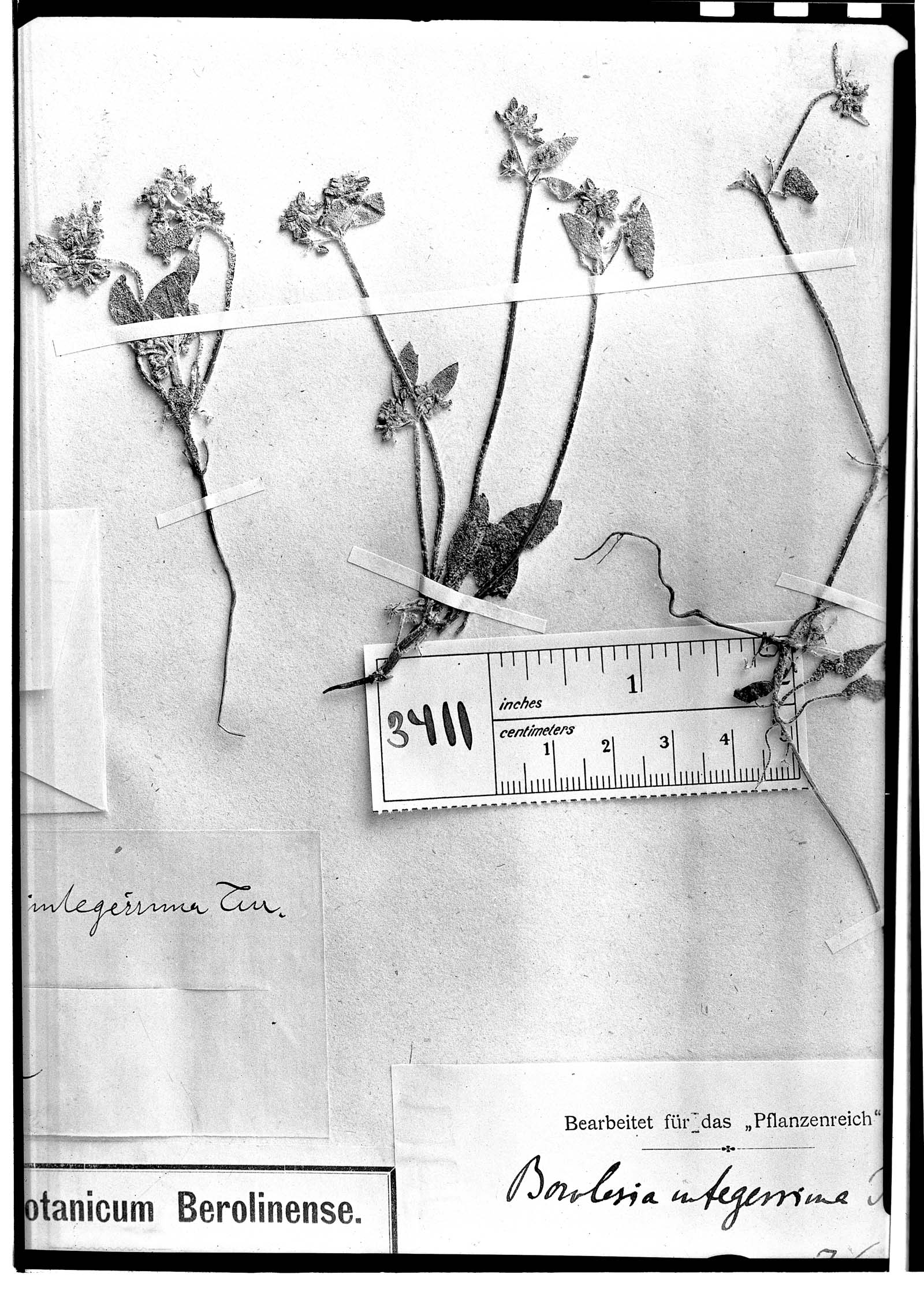 Homalocarpus integerrimus image