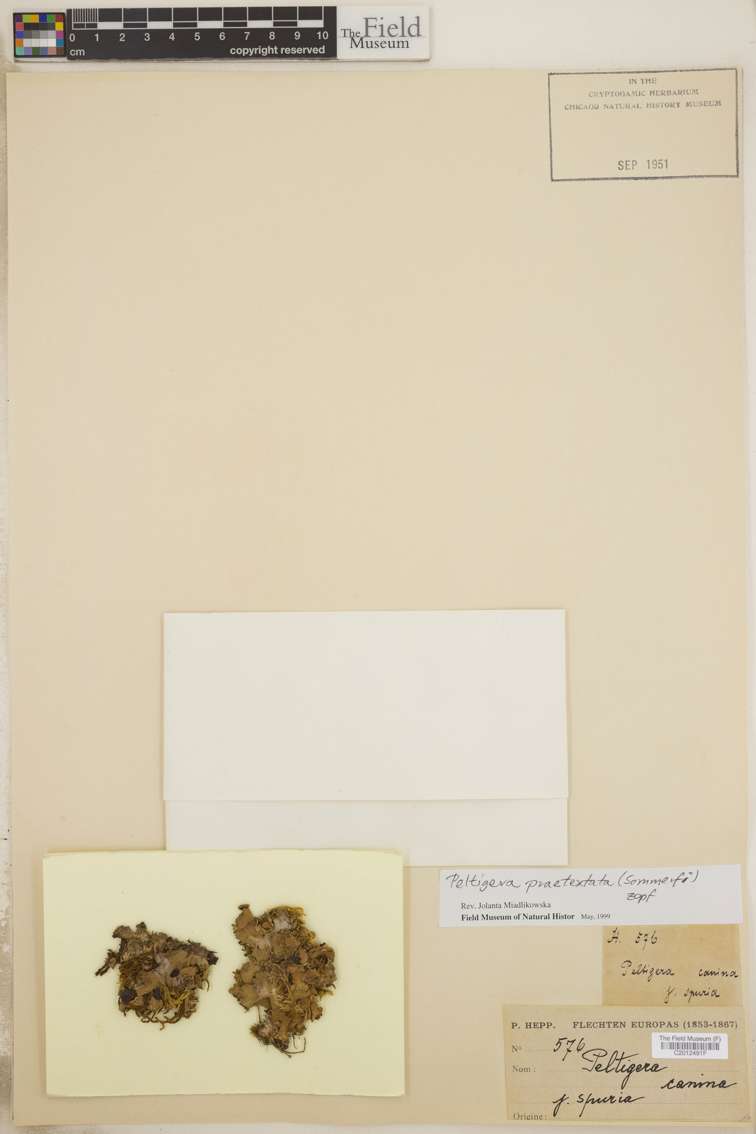 Peltigera rufescens var. palmata image