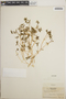 Euphorbia polygonifolia image