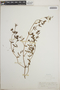 Euphorbia polygonifolia image