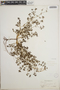 Euphorbia polygonifolia image