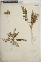 Euphorbia polygonifolia image