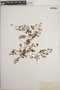 Euphorbia polygonifolia image