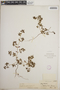 Euphorbia polygonifolia image