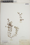 Euphorbia porteriana image