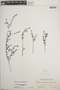 Euphorbia porteriana image