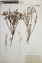 Euphorbia porteriana image