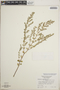 Euphorbia porteriana image