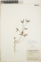 Euphorbia pubentissima image